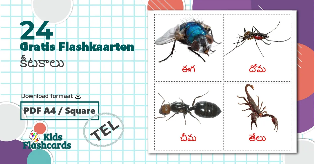 24 కీటకాలు  flashcards