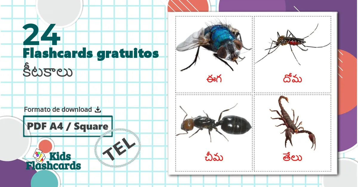 24 Flashcards de కీటకాలు