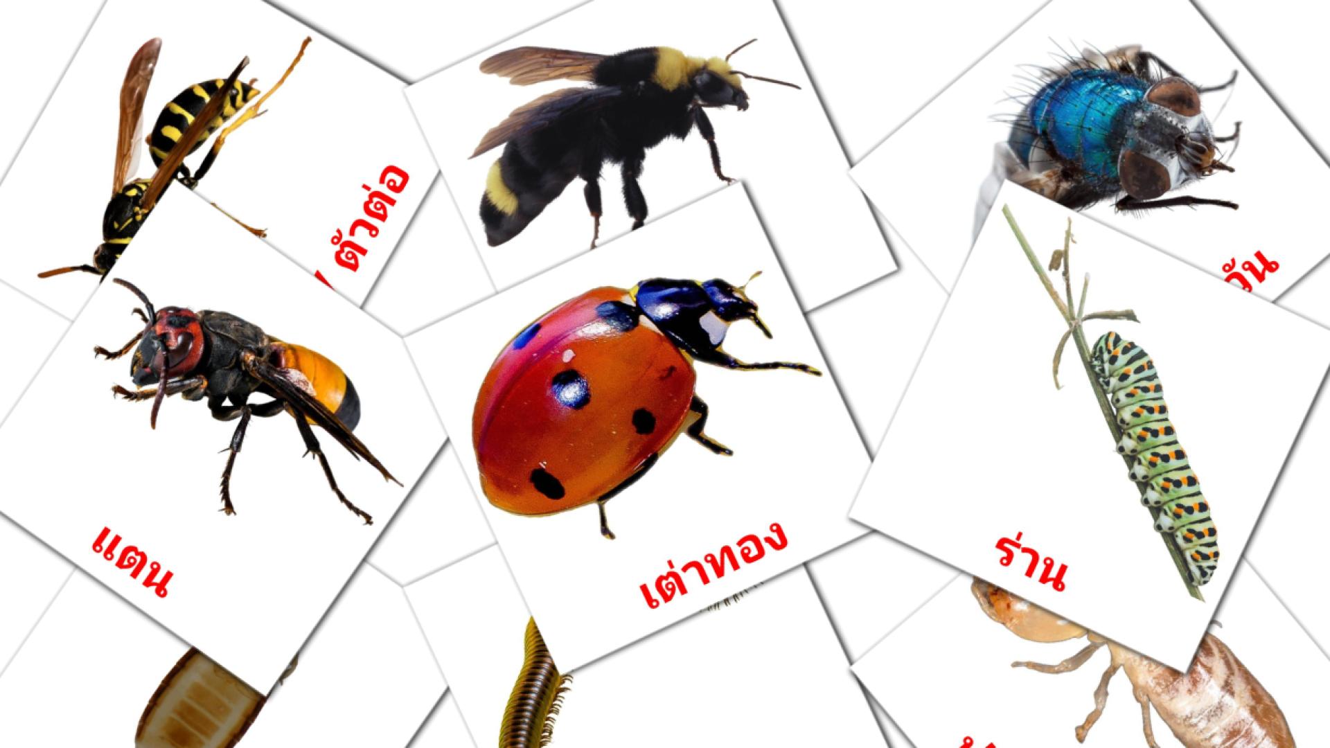 tarjetas didacticas de แมลง