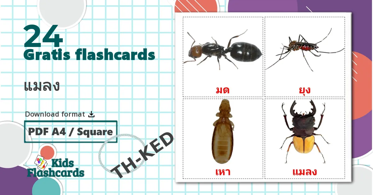 24 Insekter billedkort for børn