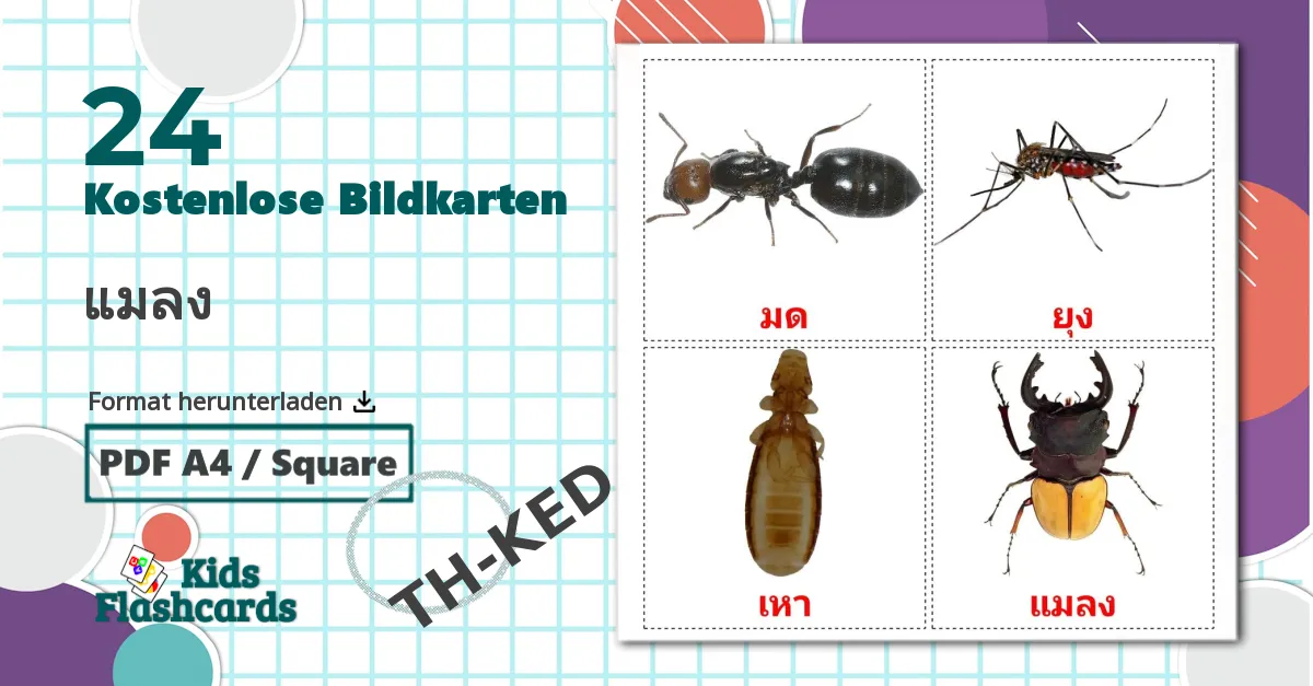 24 Bildkarten für Insekt