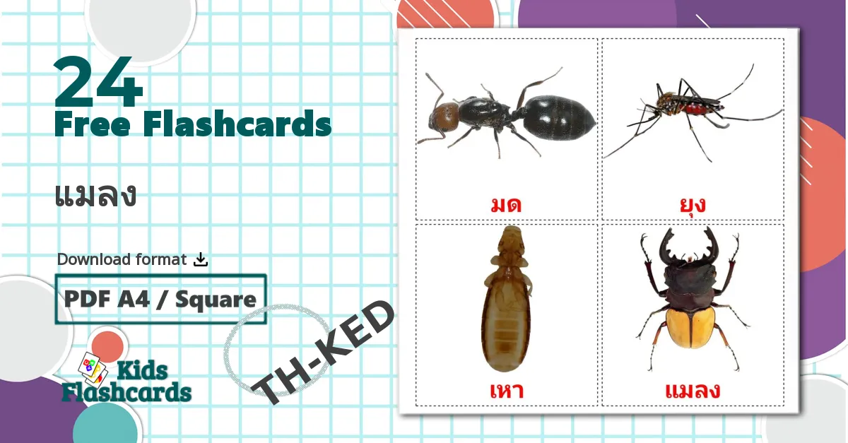 24 แมลง flashcards