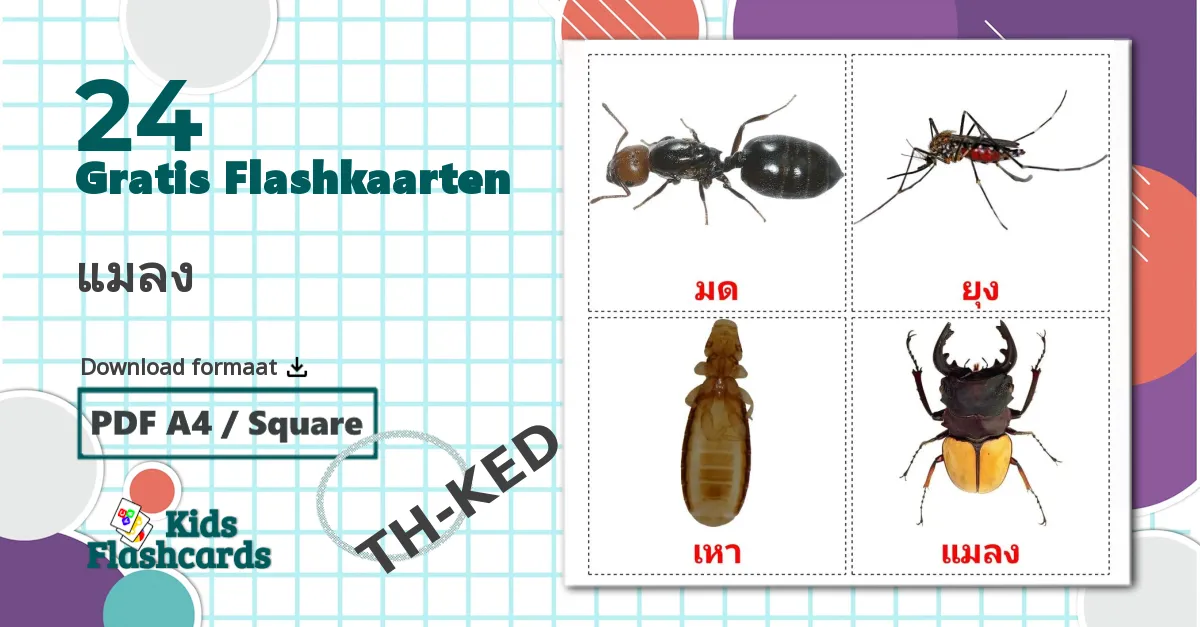 24 แมลง flashcards
