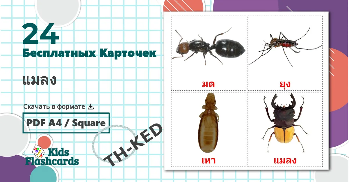 24 Карточки Домана Насекомые