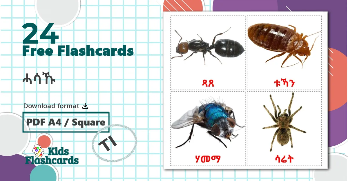 24 Insects flashcards