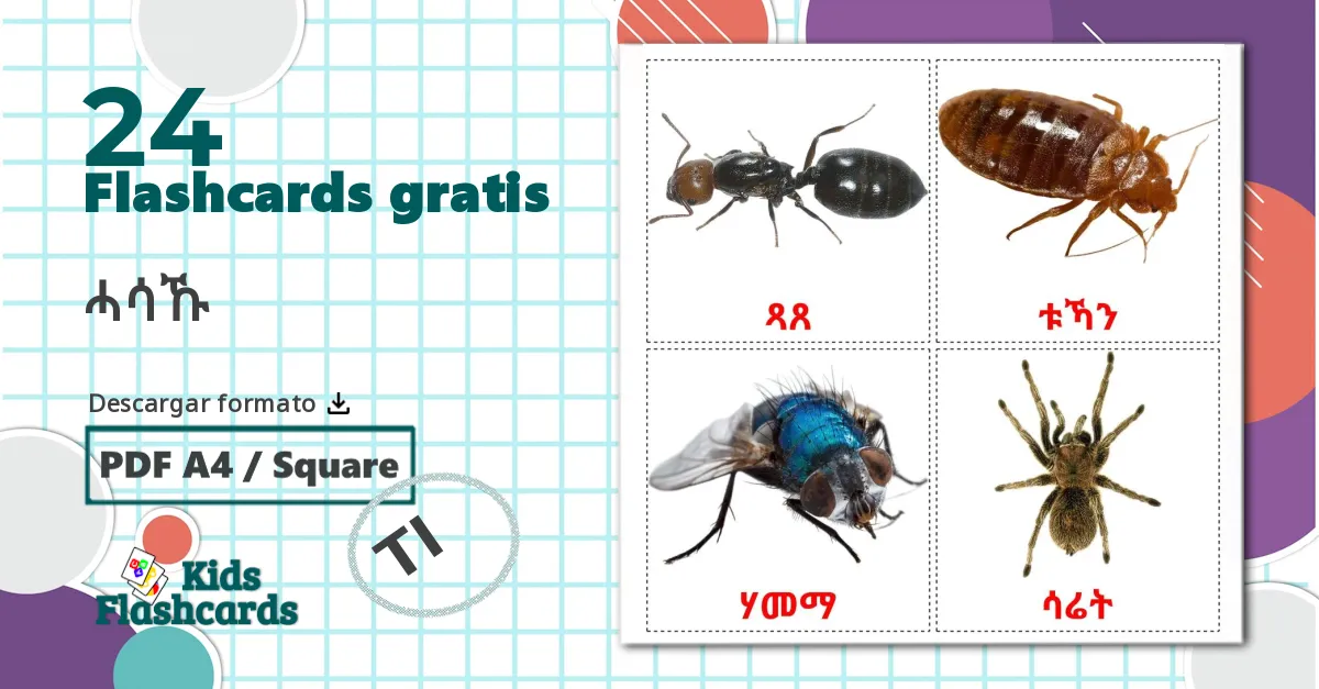 24 tarjetas didacticas de Insects