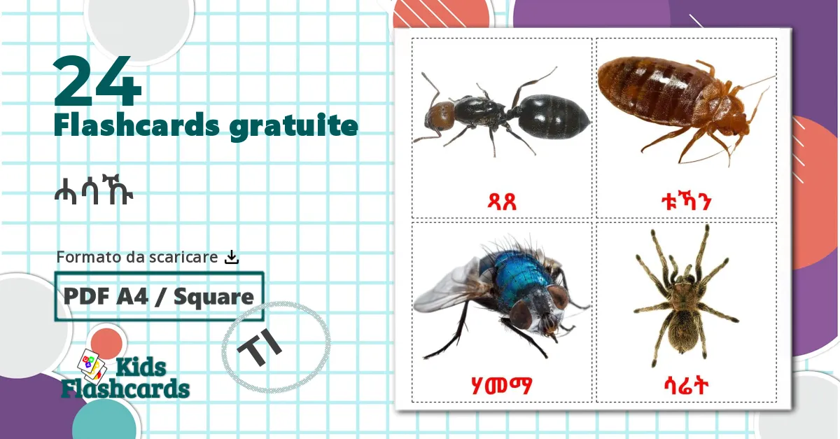 24 flashcards di Insetti