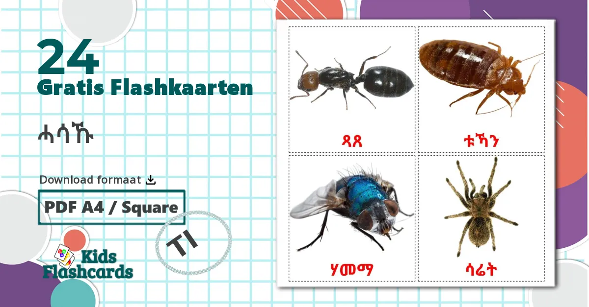 24 Insecten flashcards