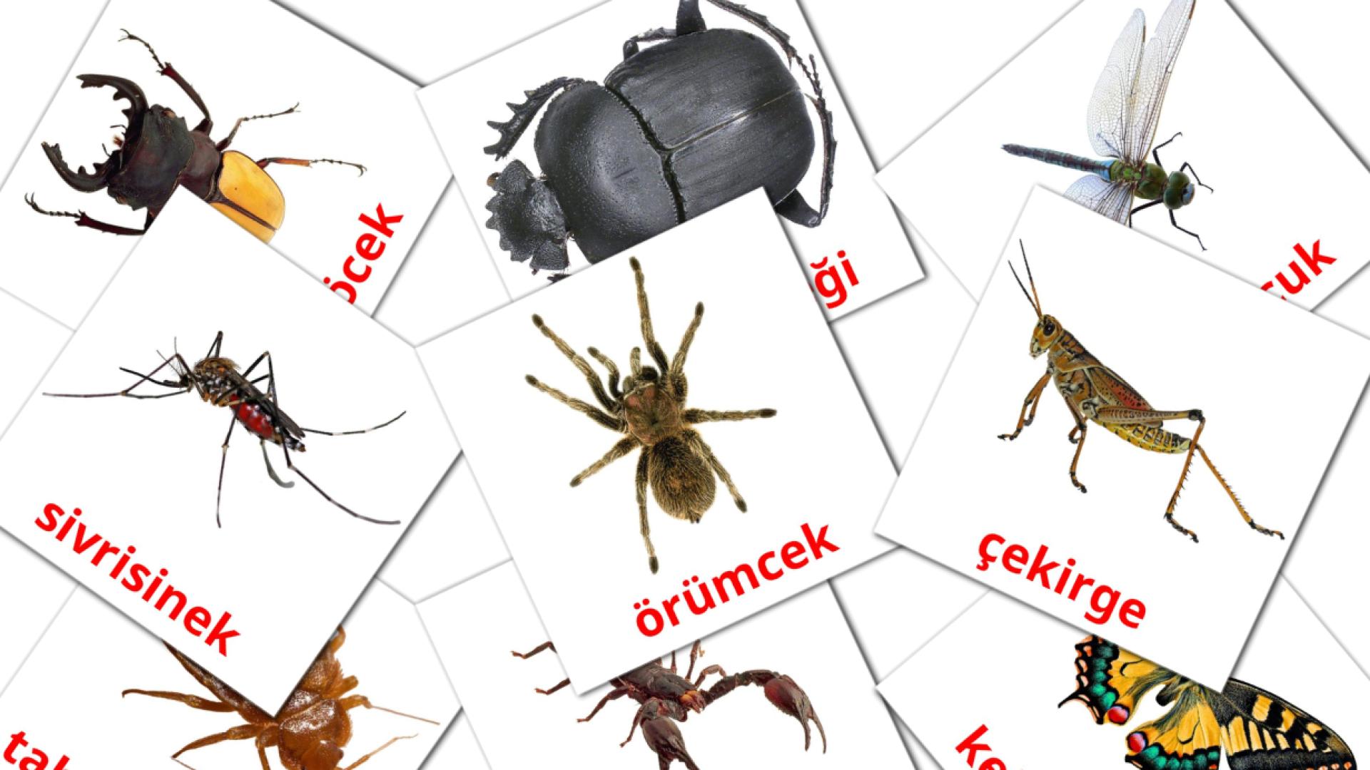 tarjetas didacticas de böcekler
