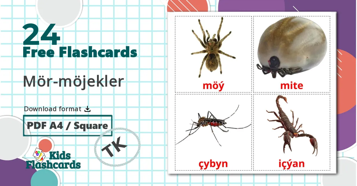 24 Insects flashcards