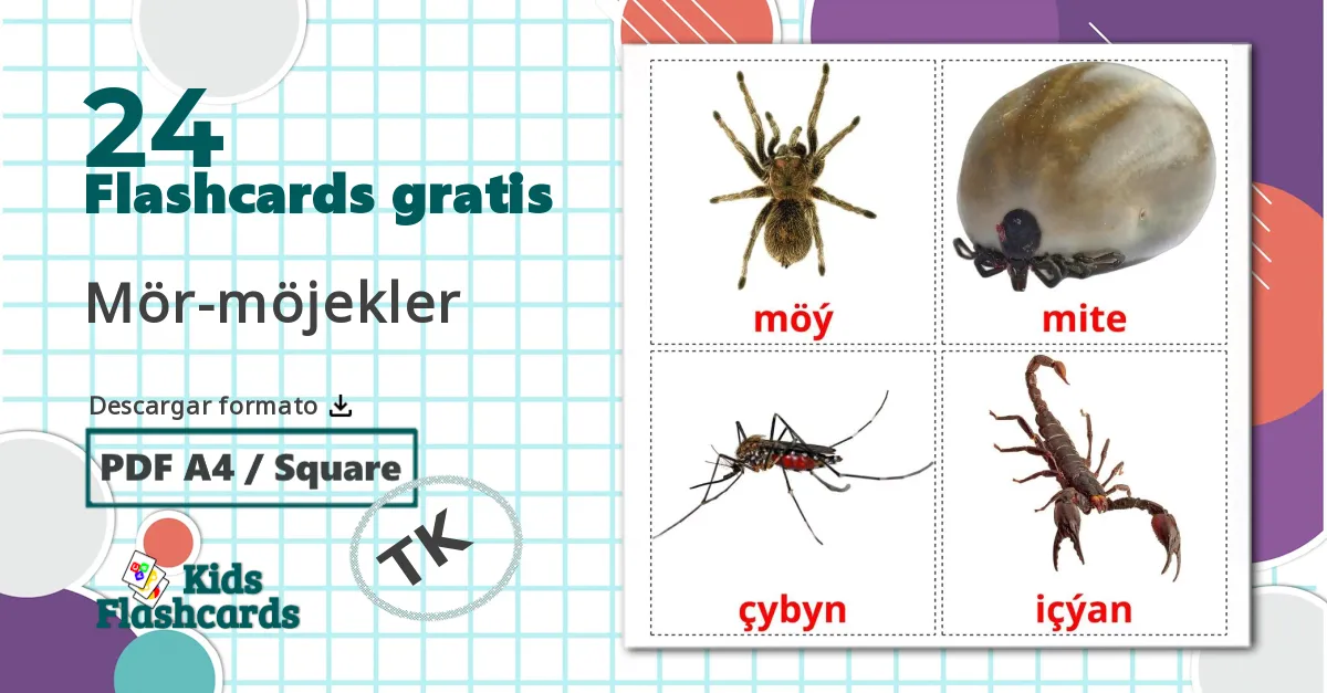 24 tarjetas didacticas de Insectos