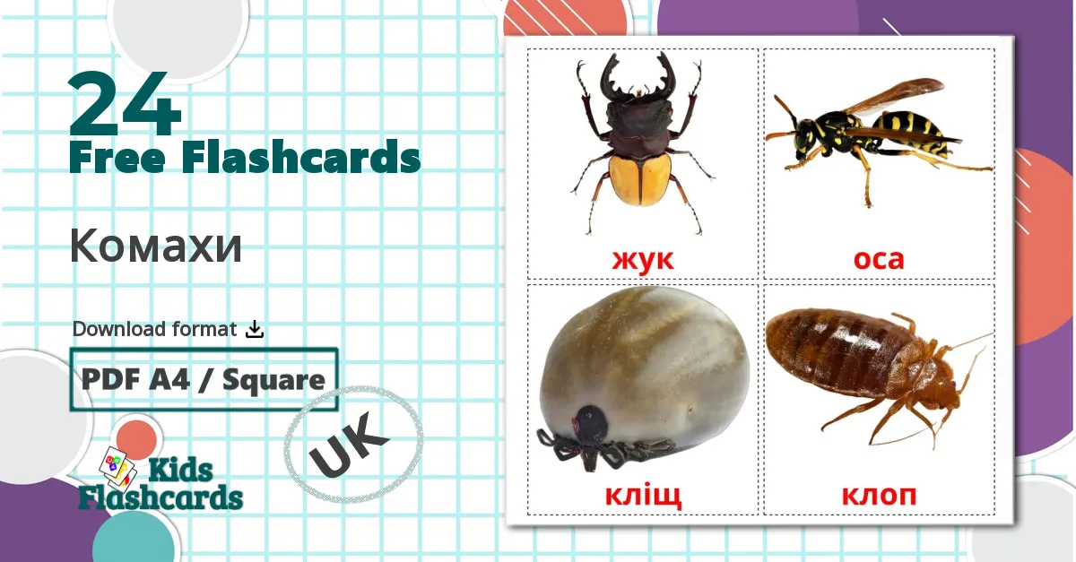 24 Комахи flashcards