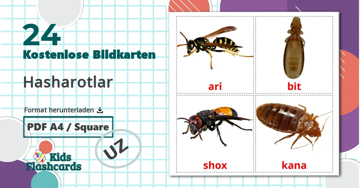 24 Bildkarten für Hasharotlar