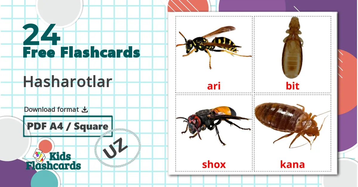 24 Hasharotlar flashcards