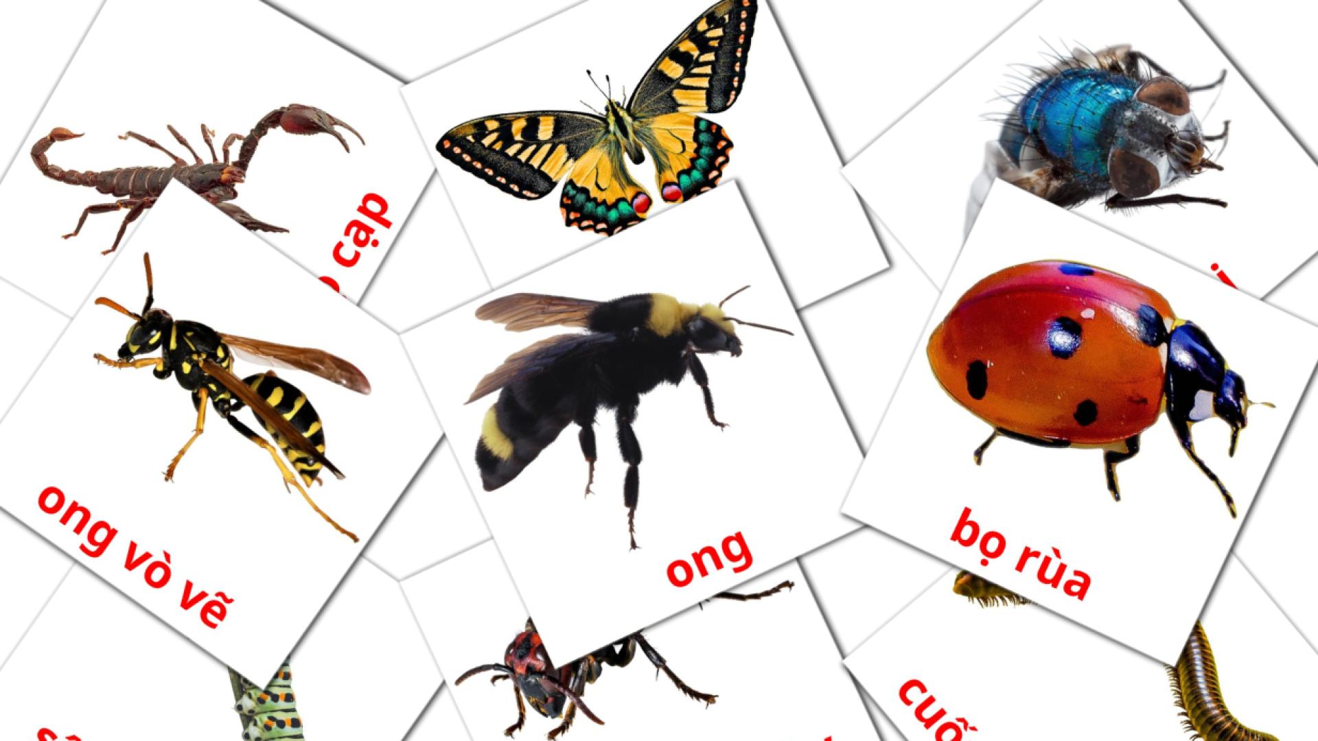 flashcards di côn trùng