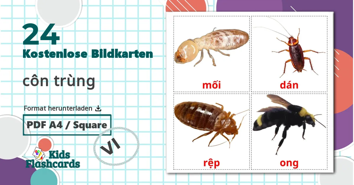 24 Bildkarten für côn trùng