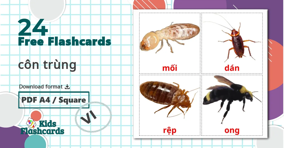 24 côn trùng flashcards