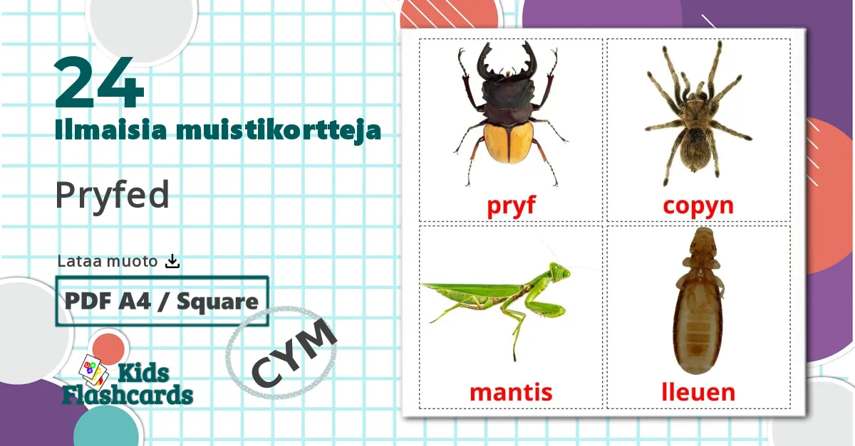 24 Pryfed lasten kuvakortit