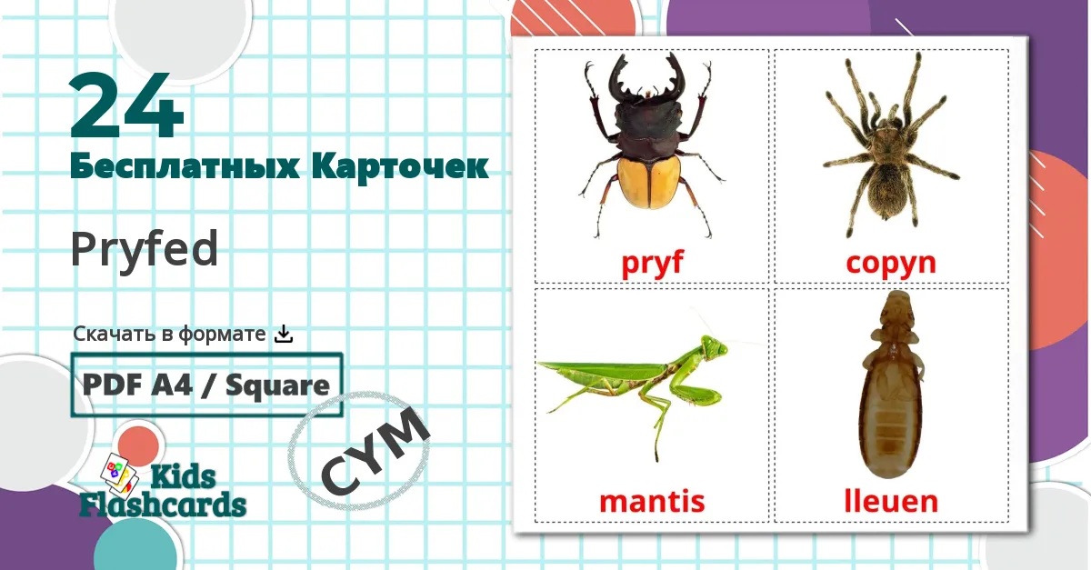 24 Карточки Домана Pryfed