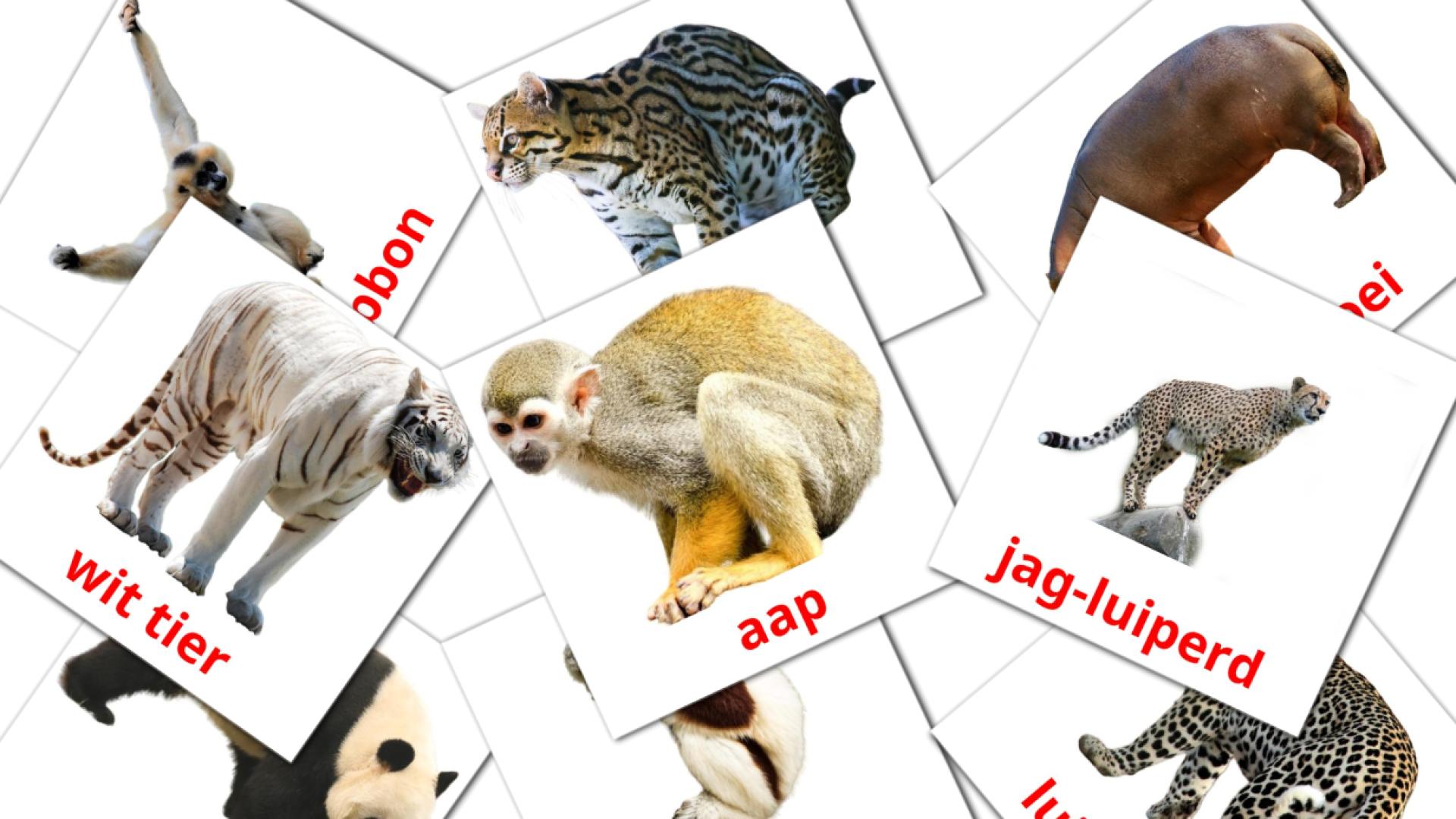 Animales de la Selva - tarjetas de vocabulario en afrikáans