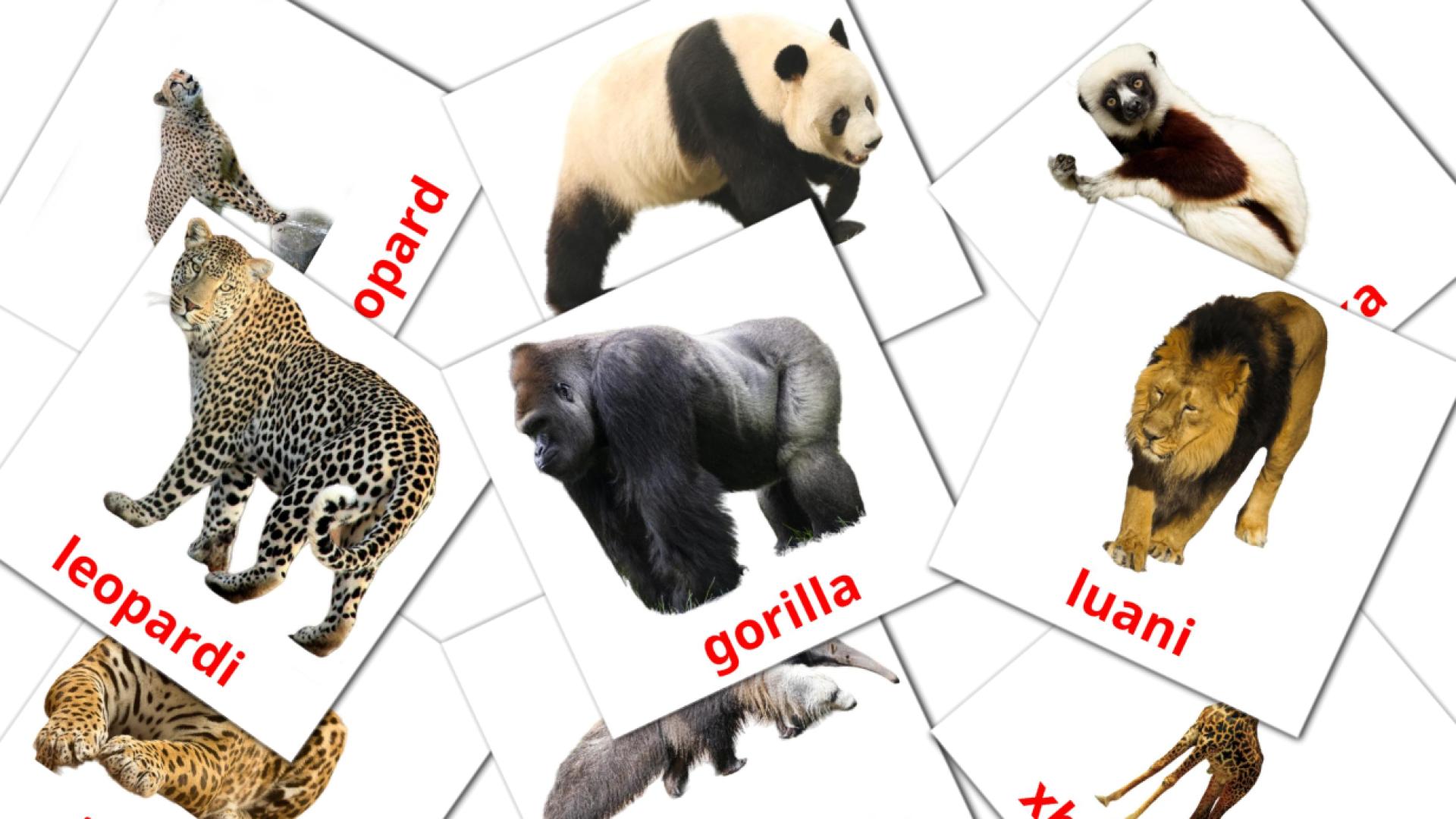 Animales de la Selva - tarjetas de vocabulario en albanés