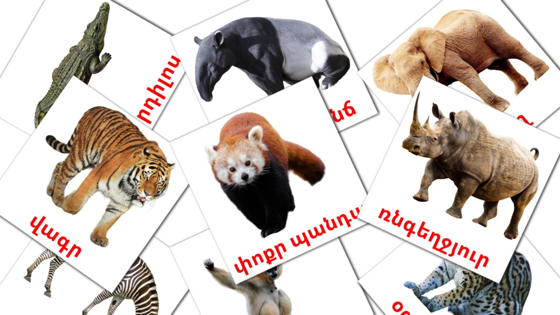 Jungle animals - armenian vocabulary cards