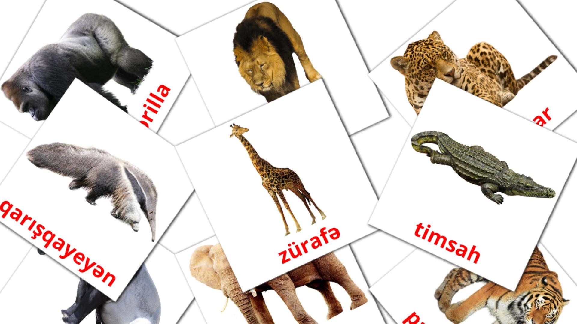 Животные африки - азербайджанский словарь картинок