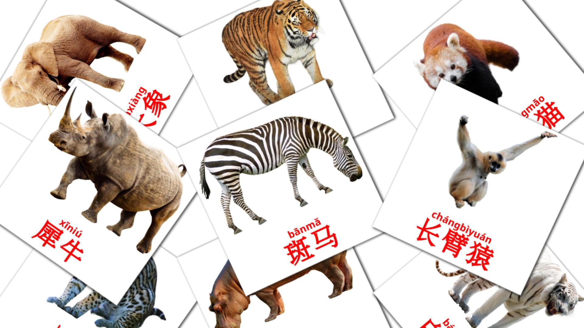 Bildkarten für 动物
