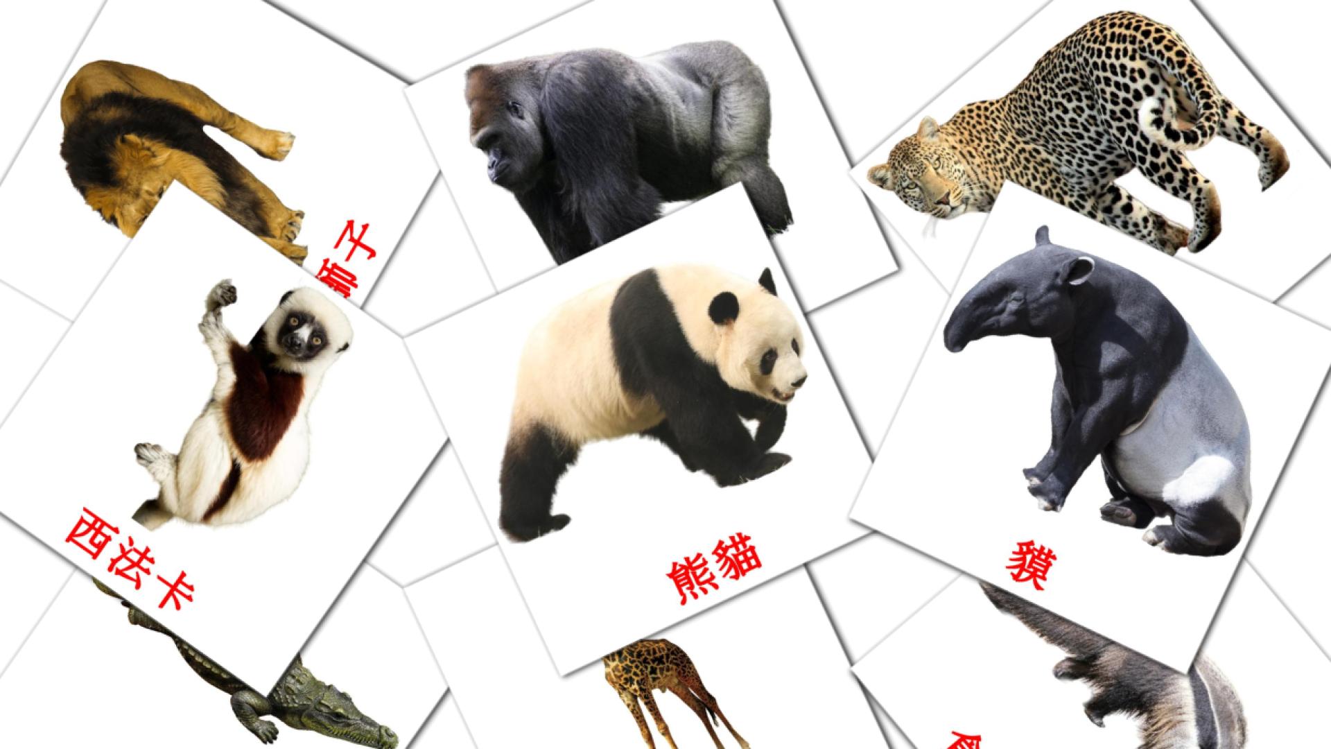 21 tarjetas didacticas de 叢林動物