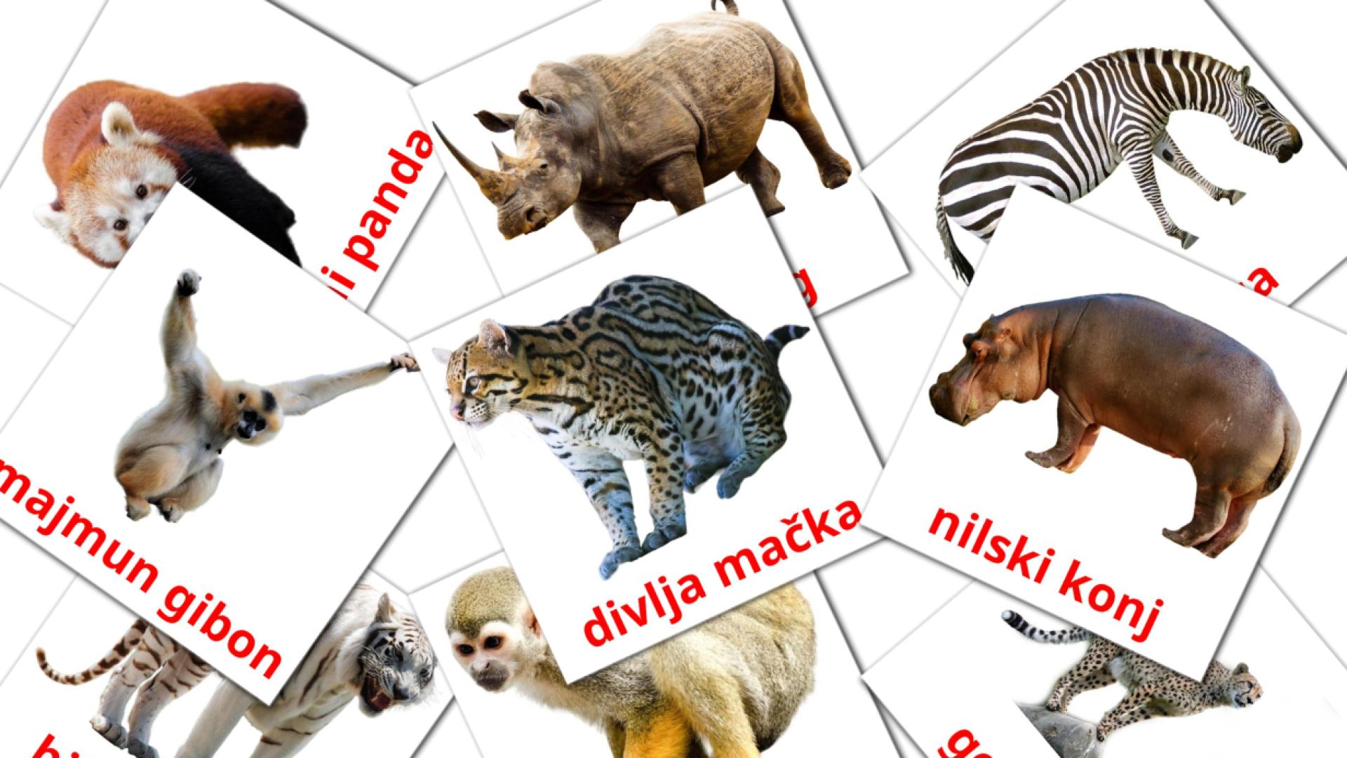 Bildkarten für Životinje iz džungle