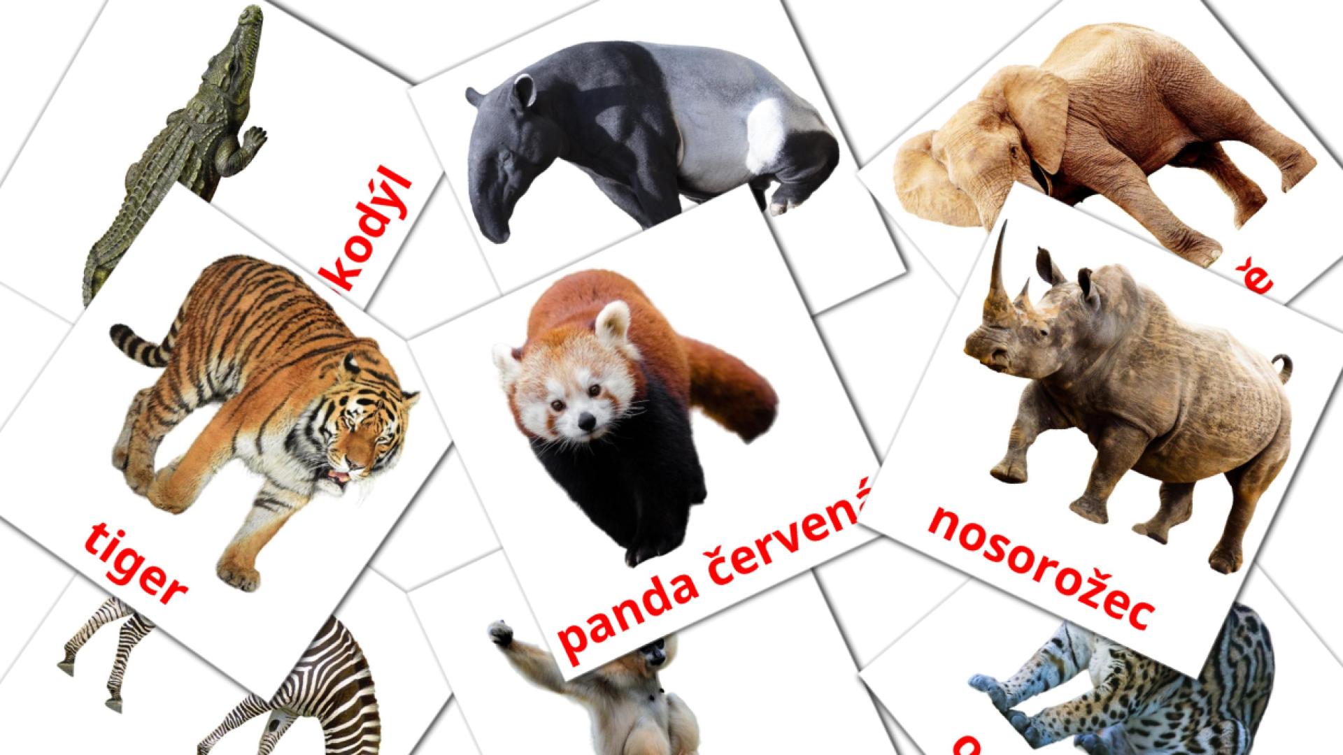 Bildkarten für Africká zvířata