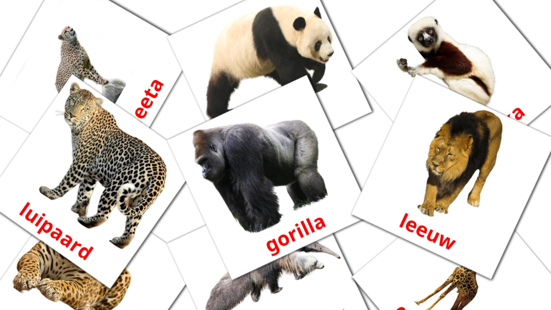 21 Jungle dieren flashcards