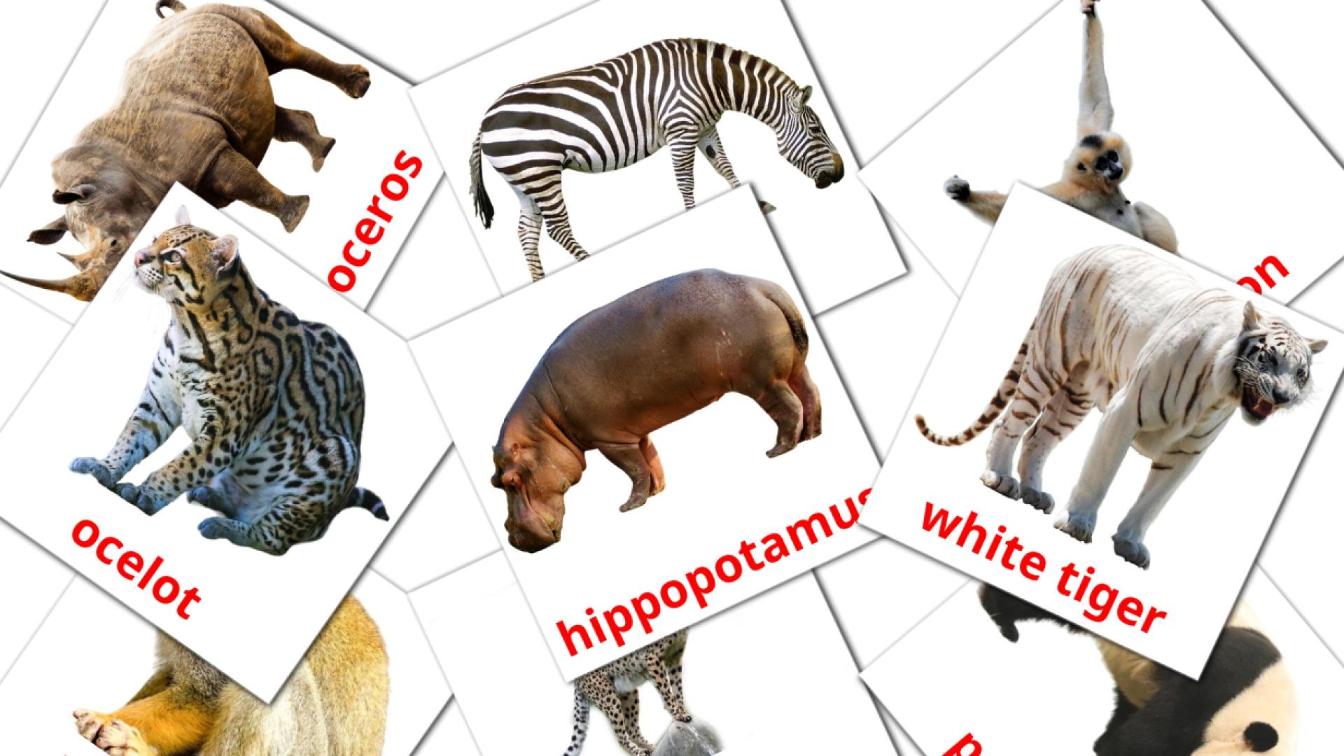 21 tarjetas didacticas de Jungle animals