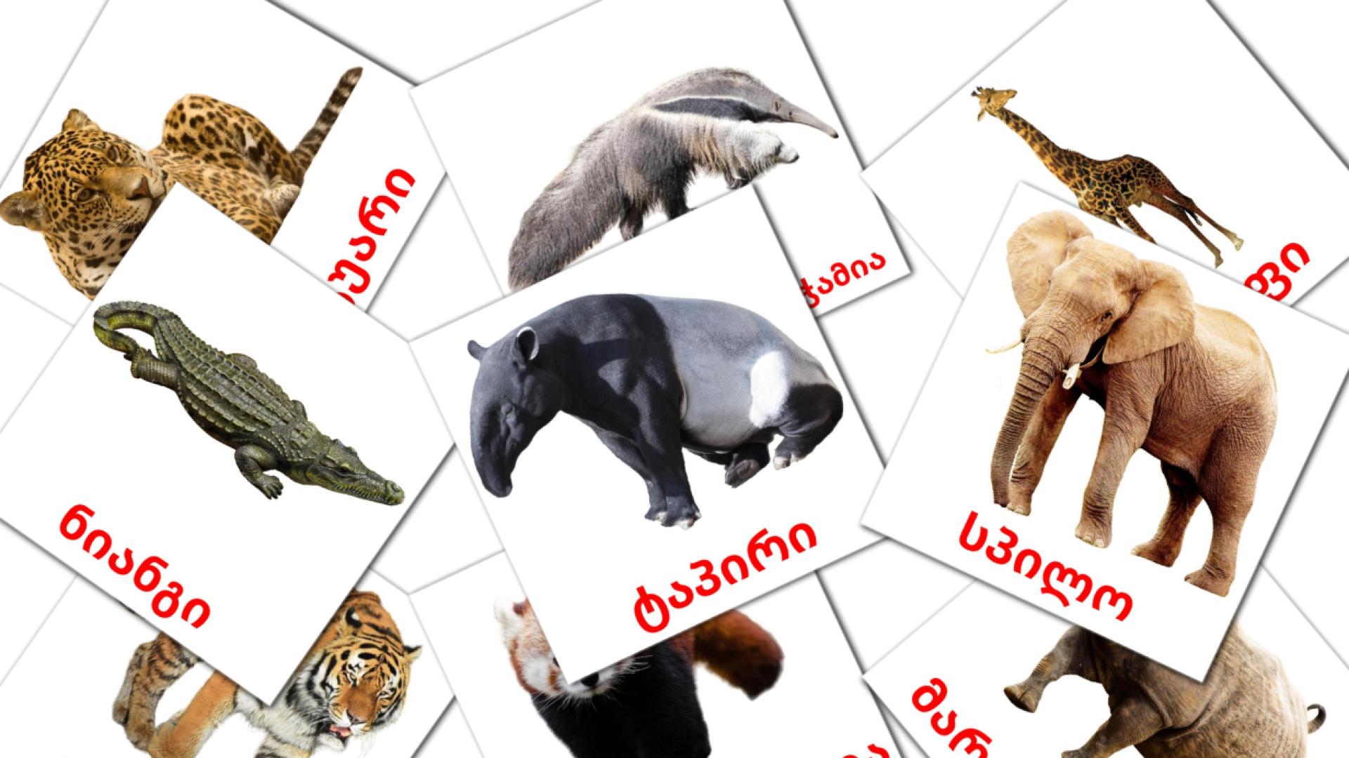 flashcards di აფრიკის ცხოველები