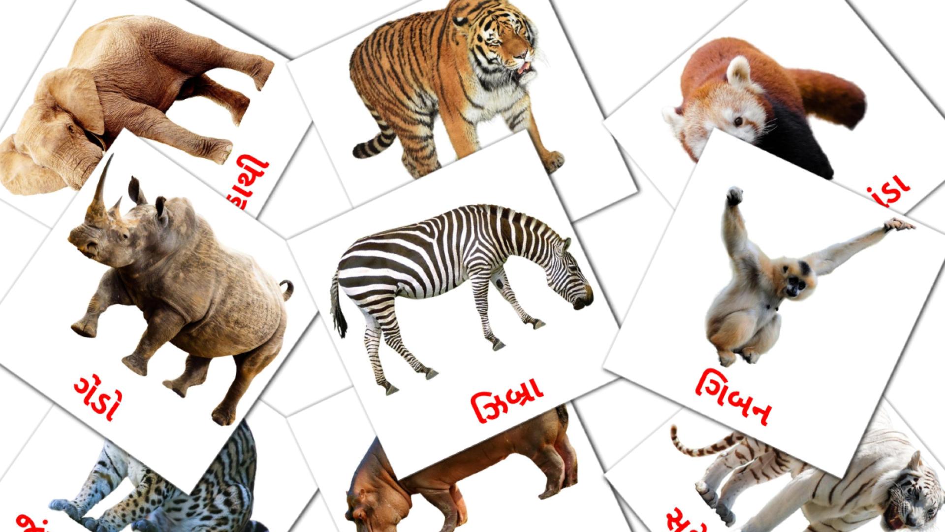 flashcards જંગલી પ્રાણીઓ