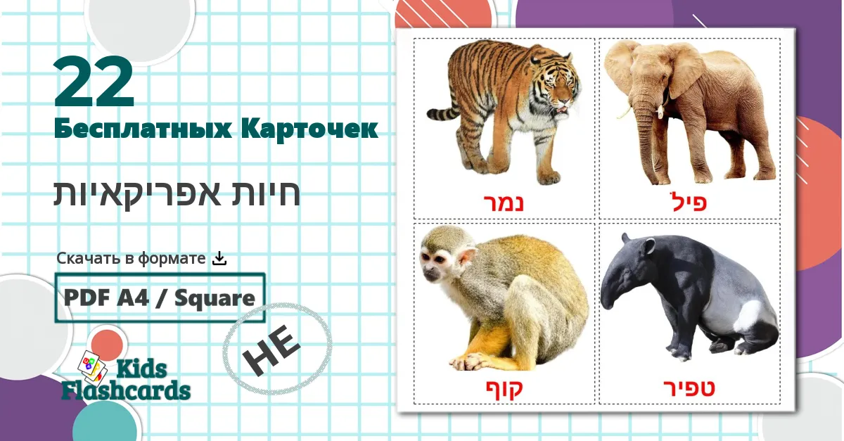 22 Карточки Домана חיות אפריקאיות