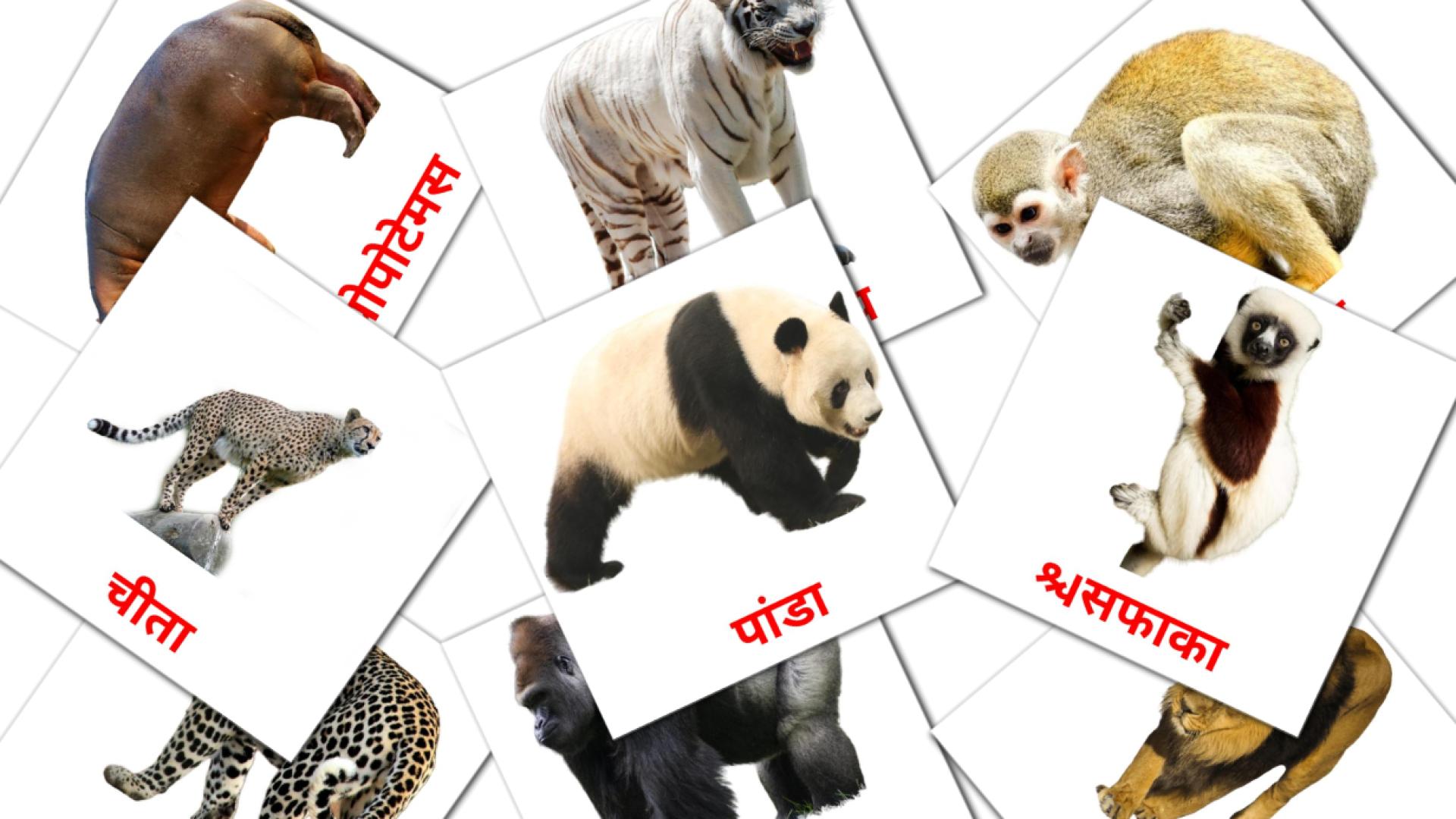 21 जंगल जानवरों flashcards