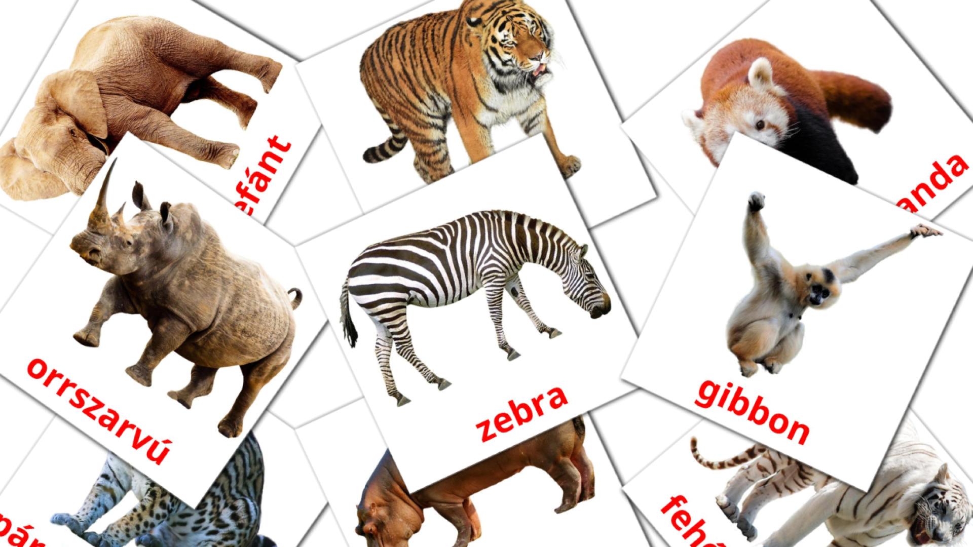 flashcards di Dzsungel állatai