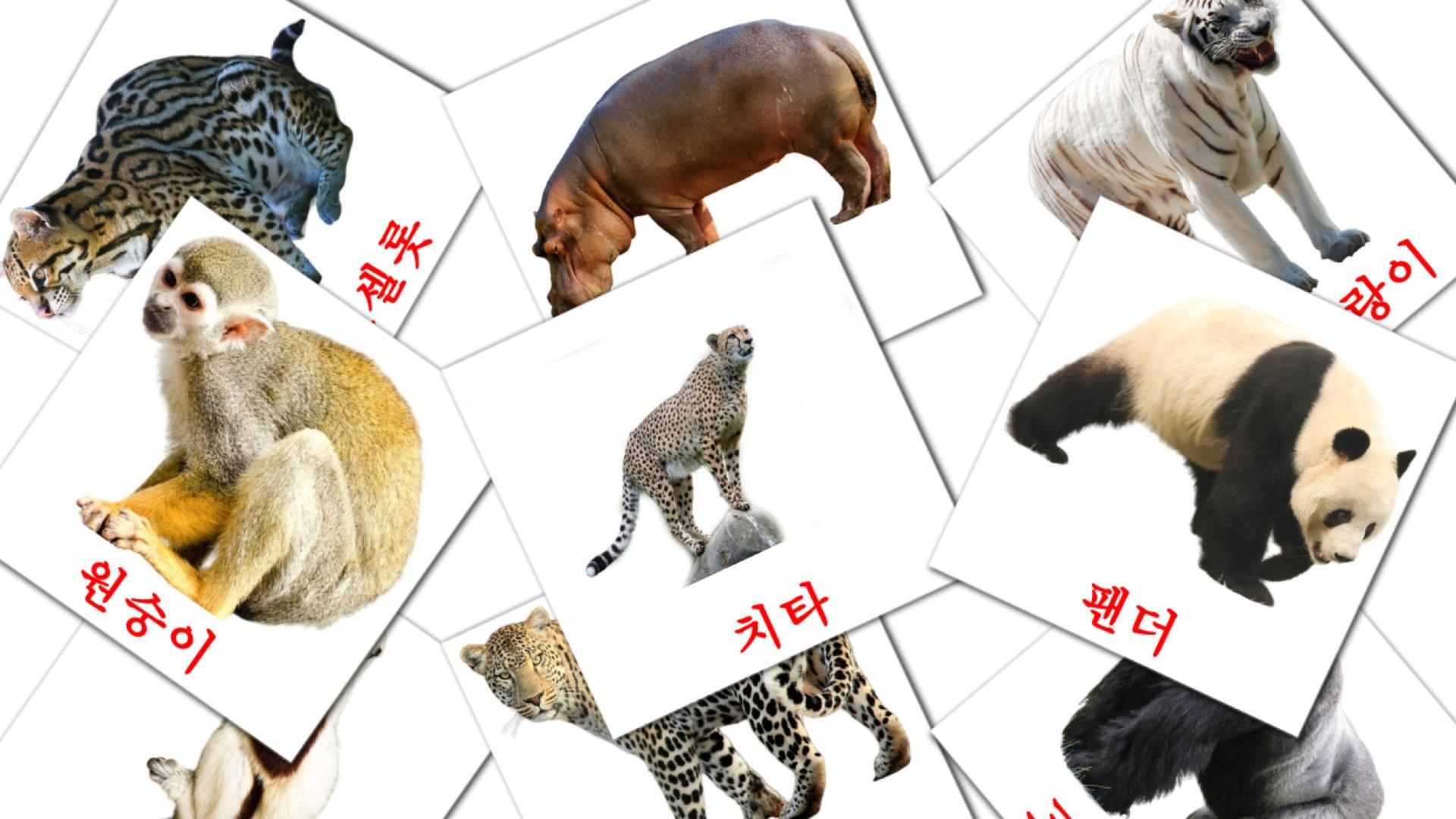 flashcards di 정글 동물