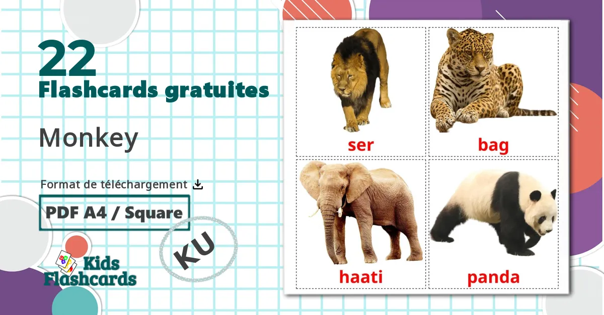 22 Imagiers Les Animaux de la Jungle