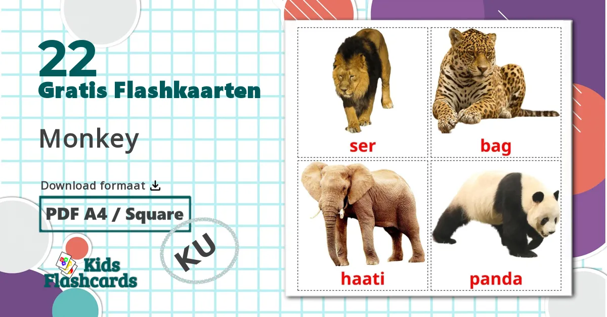 22 Huisdieren flashcards