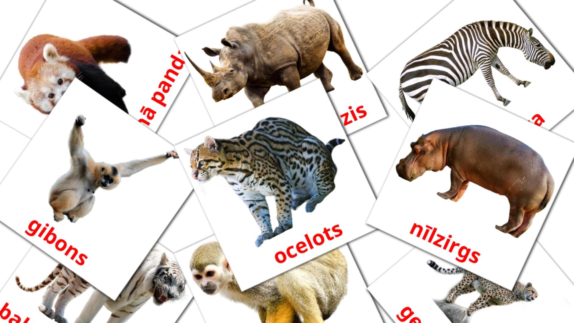 21 Dzīvnieki džungļos  flashcards