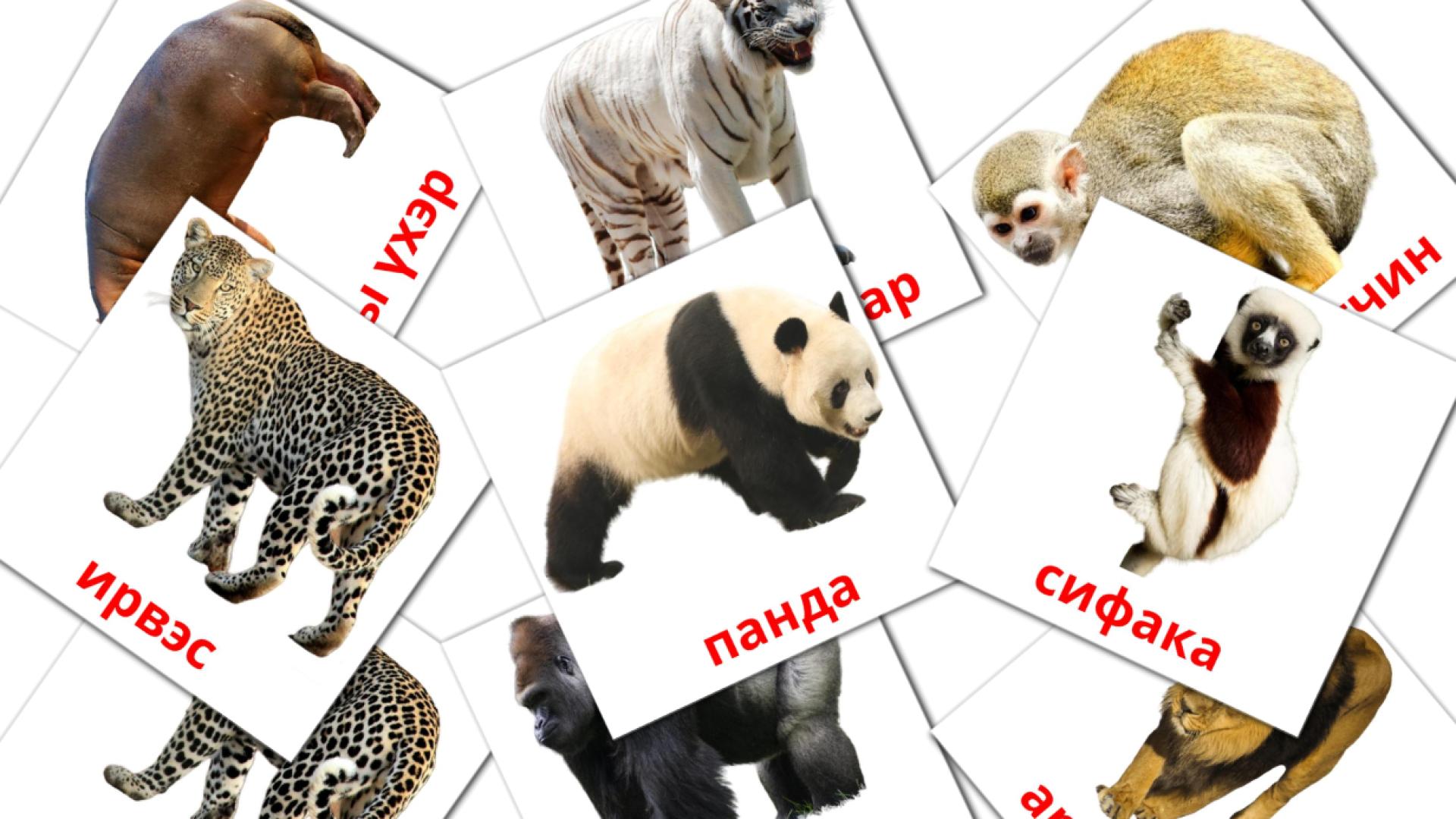21 Ширэнгэн ойн амьтан flashcards