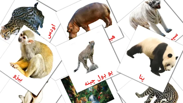 1300+ FREE Pashto Flashcards | PDF | Picture Vocabulary