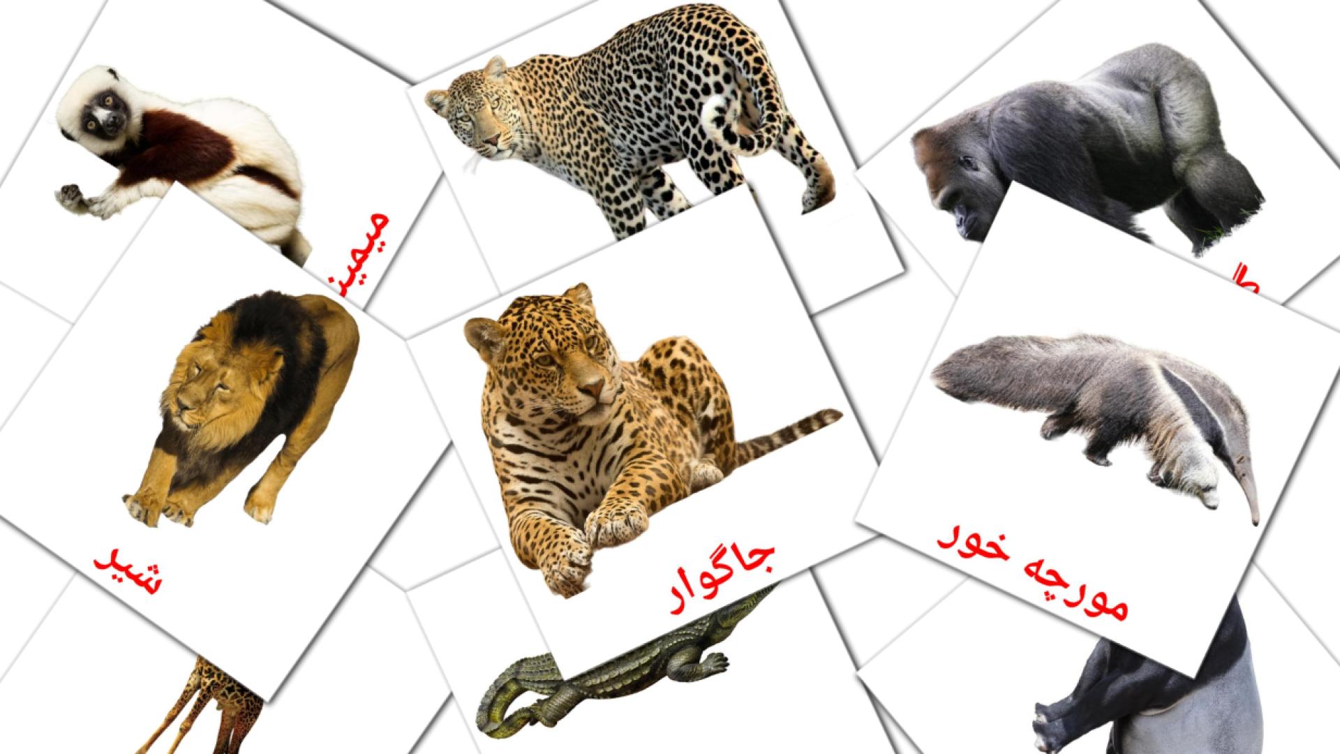 flashcards di حیوانات جنگلی