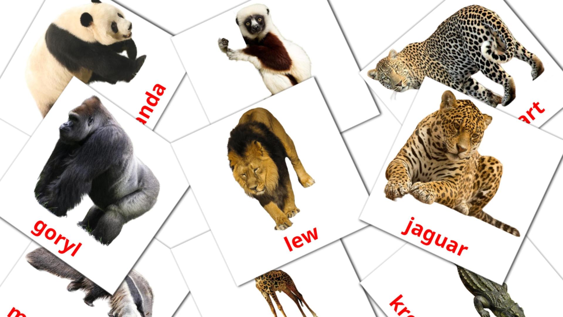 21 Zwierzęta afrykańskie flashcards