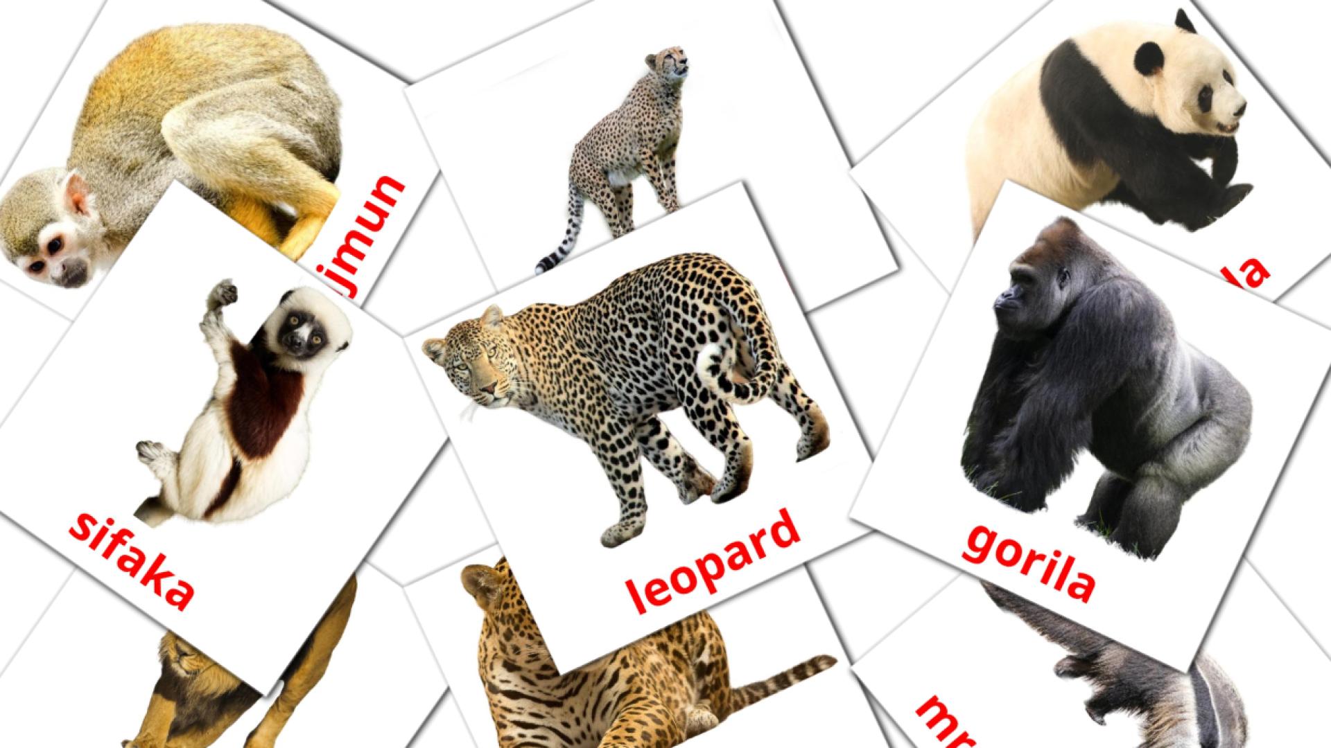 flashcards Životinje iz džungle