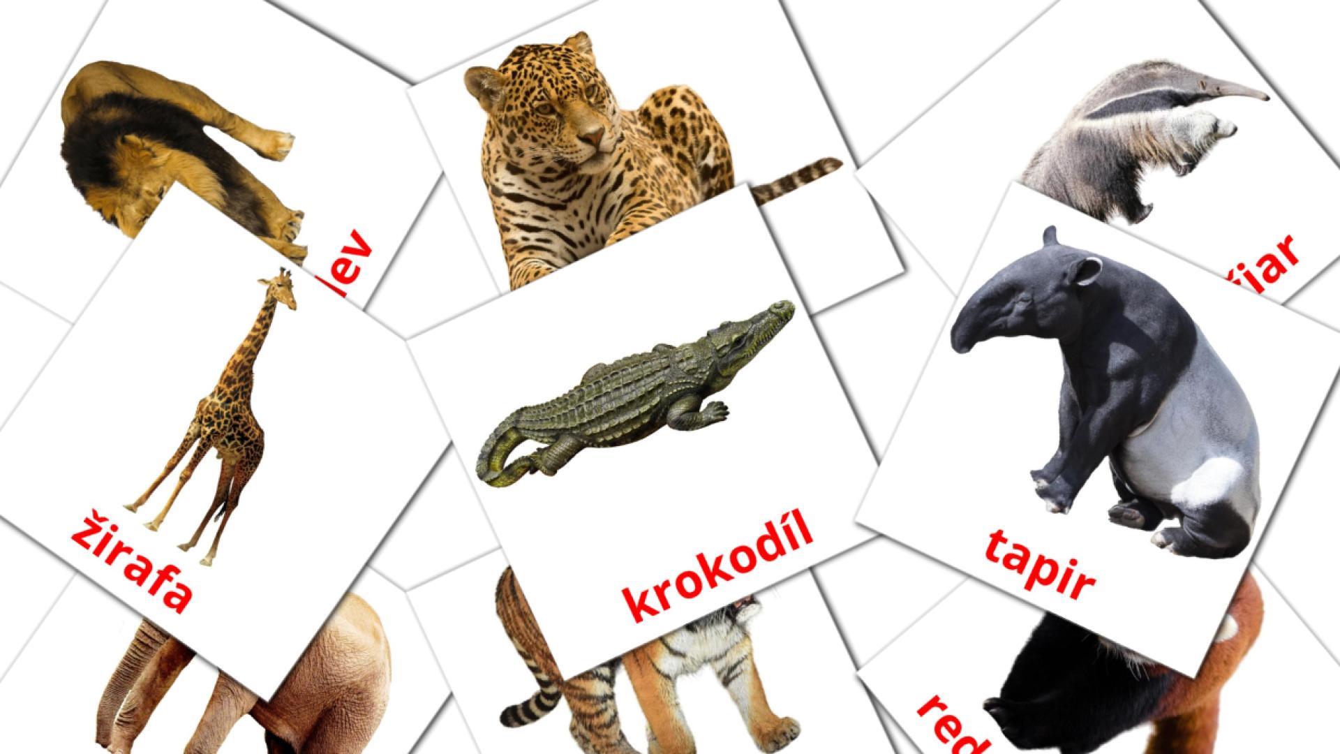flashcards di Zvierata dzungle