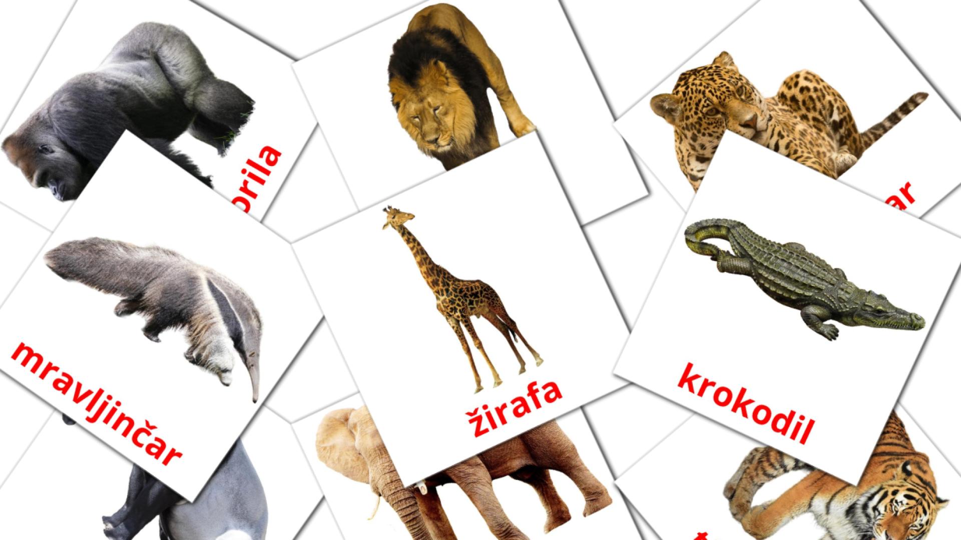 Bildkarten für Živali džungle