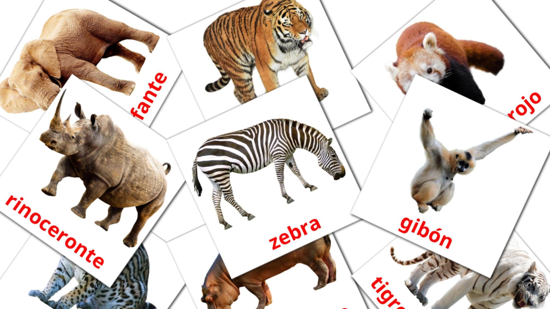 21 flashcards di Animales de la Selva